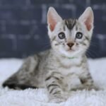 FangDSC02294