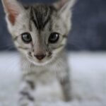 FangDSC02356