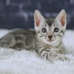 FangDSC02372