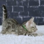 FangDSC02432