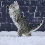 FangDSC02466