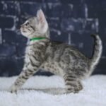 FangDSC02519
