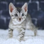FangDSC02588