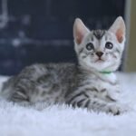 FangDSC02611