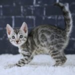 FangDSC02616