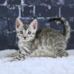 FangDSC02627