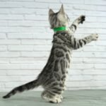 FangDSC04339