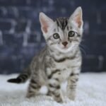 FuniDSC01770