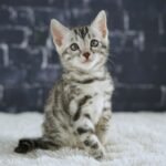 FuniDSC01780