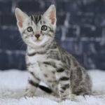 FuniDSC01787