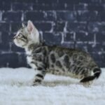 FuniDSC01821