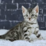 FuniDSC01847