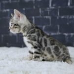 FuniDSC01856