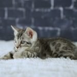 FuniDSC01864