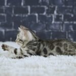 FuniDSC01917