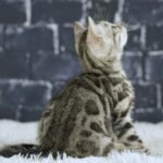 FuniDSC01918