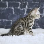 FuniDSC01921