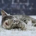 FuniDSC01938