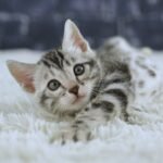 FuniDSC01950