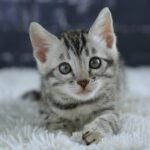 FuniDSC01954
