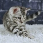 FuniDSC01994