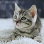 FuniDSC02011