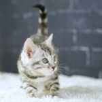 FuniDSC02036