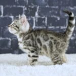 FuniDSC02121
