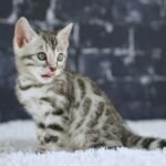 FuniDSC02131