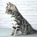 FuniDSC03596