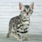 FuniDSC03610