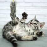 FuniDSC03688