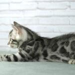 FuniDSC03775