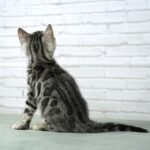 FuniDSC03783