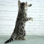 FuniDSC03865