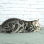 FuniDSC03882