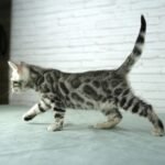FuniDSC03918