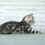 FuniDSC03948