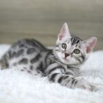 FuniDSC07100
