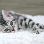 FuniDSC07107