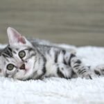 FuniDSC07114