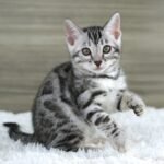 FuniDSC07123