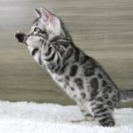 FuniDSC07221
