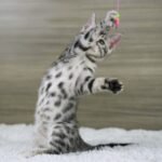 FuniDSC07225