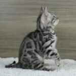 FuniDSC07241