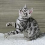 FuniDSC07251