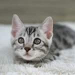FuniDSC07271
