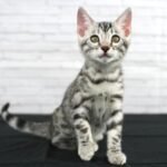 FuniDSC07626