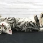 FuniDSC07722