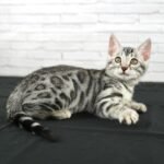 FuniDSC07746